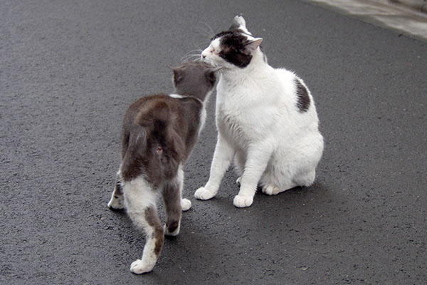 スリスリっ子ちびにゃん