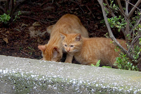 食べるアンと仔猫１