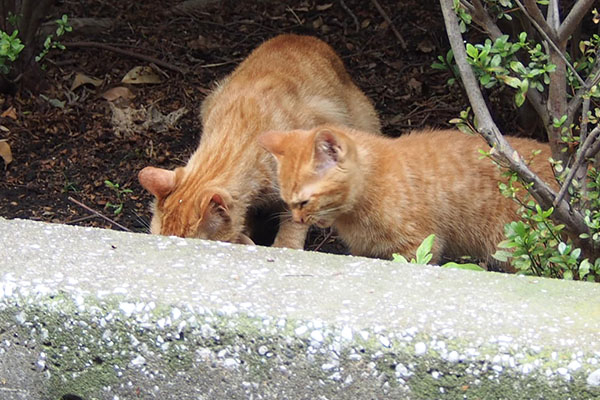 食べるアンと仔猫2