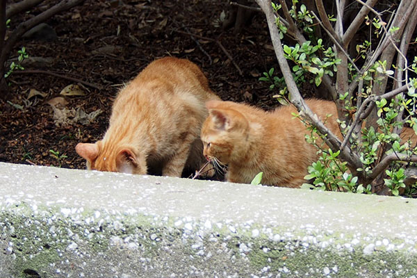 食べるアンと仔猫3