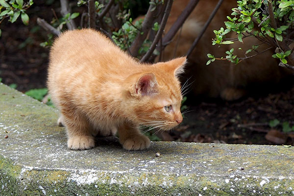 出て来た仔猫