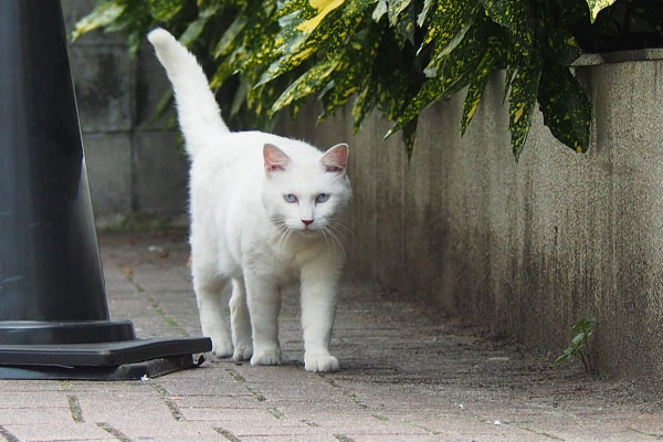 目が合うしっぽ立てる