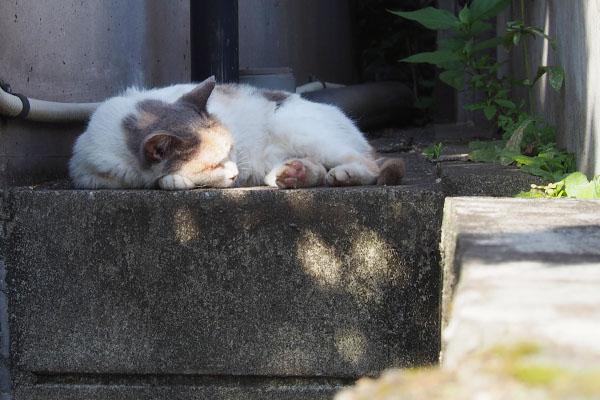 木漏れ日がお顔にみけ姐さま