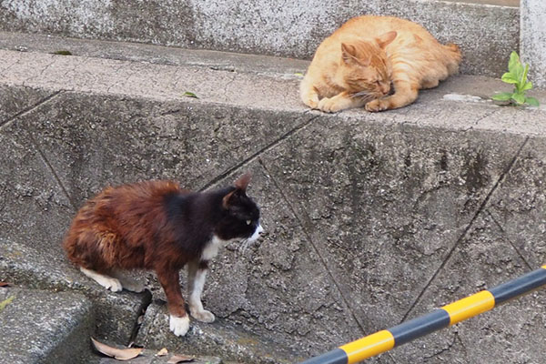 そしてボラさん待ちのカラとナチャ