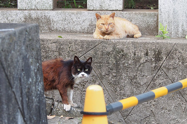 ２日後にカラみっけナチャと