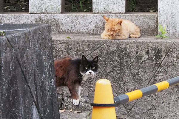 カラは見つめつづけナチャは飽きた