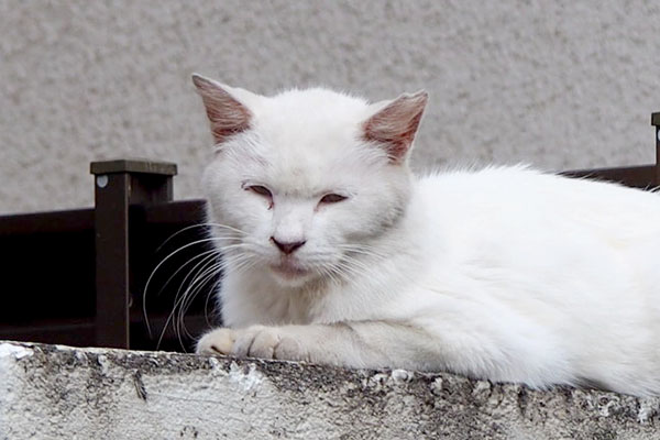 おじいにゃん風のルシア