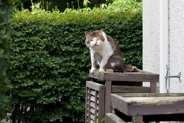 ドンちゃんがこちらを見た