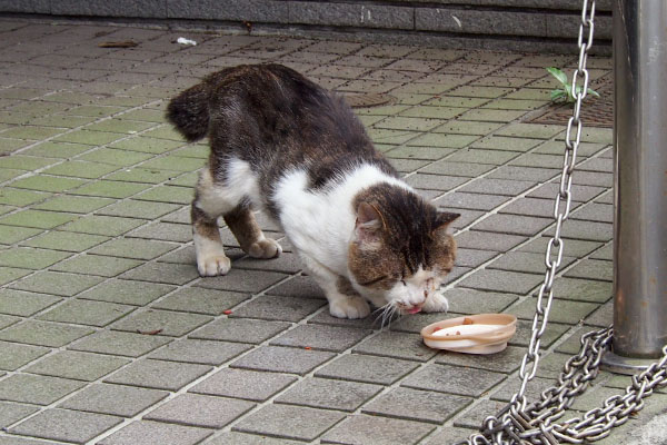 また変な食べ方をしているドンちゃん