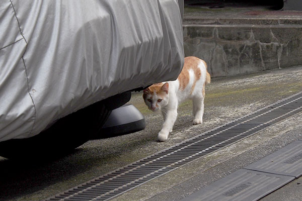 接近してくるプリン