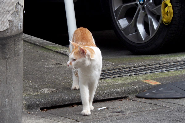 ドンちゃんを確認するプリン