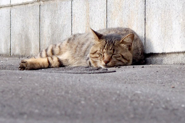 トッキーは奥の塀沿いですやすや