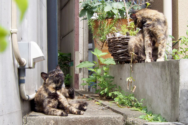 正面からサビ姉妹