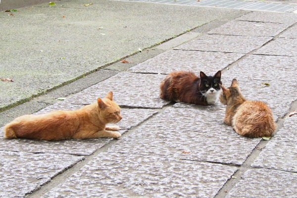 参道に３にゃんカラがこちらを見る