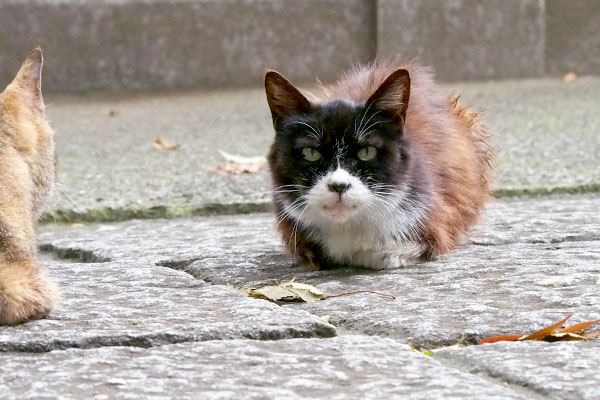 ボラさんを待っているにゃよカラ