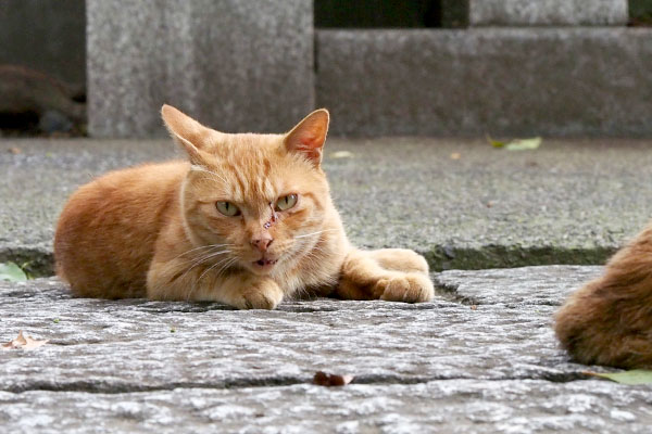 ボクもボラさん待っているナチャ