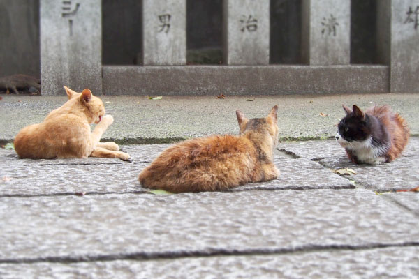 カラが見ている方向からくるらしい