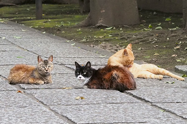 まだ来ていない３ルルのお顔