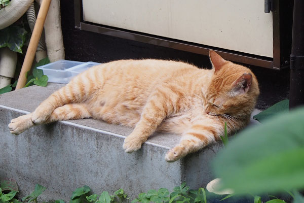 あんよとお腹がかわいいひま