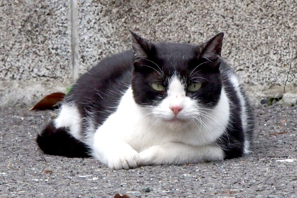 ニコルの猫侍風ショット