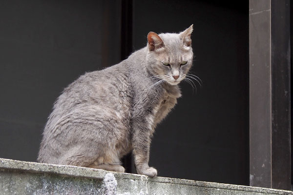 シピの元気なさそう