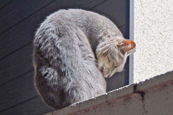 グルーミングの目がかわいい