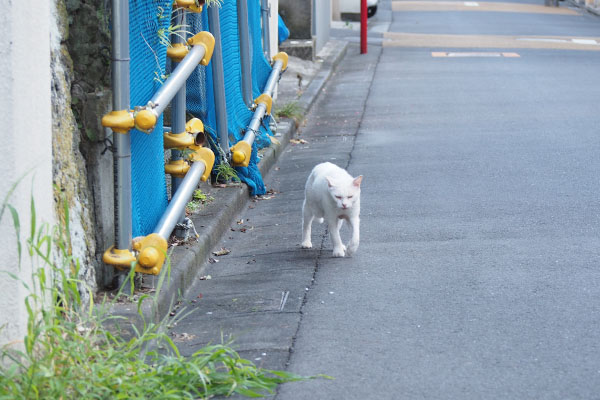 帰宅するチロル