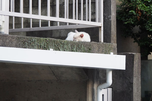 メルはお気に入りの場所で寝始めた