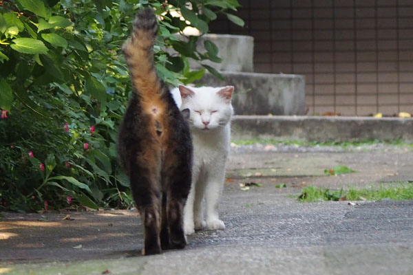 タビワンが正面からハクへ