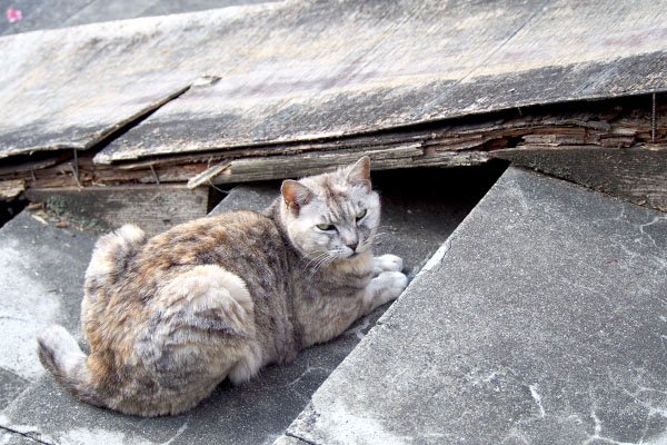 まだお代わりが出て来るかも銀ちゃん