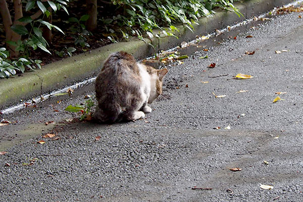 食べているドンちゃんお尻向けて