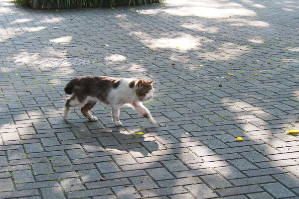 歩くドンちゃん