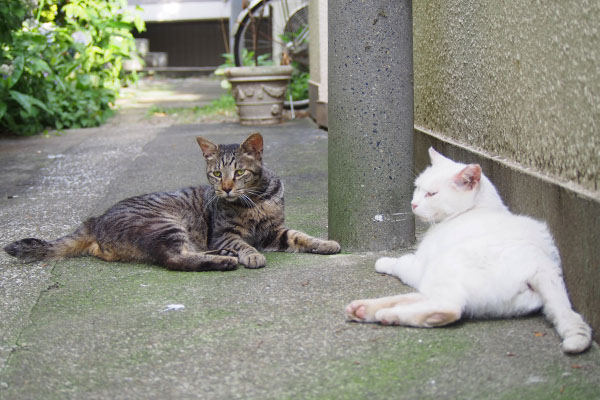 仲良しタビワンとハク