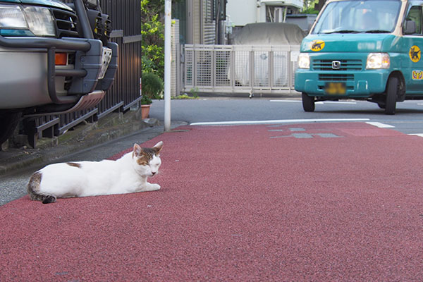 ジェイ君道路に出て来た