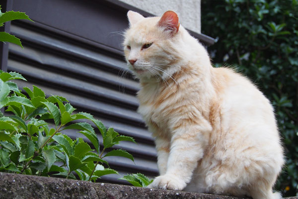 塀の上でみんにゃを確認ナリコ