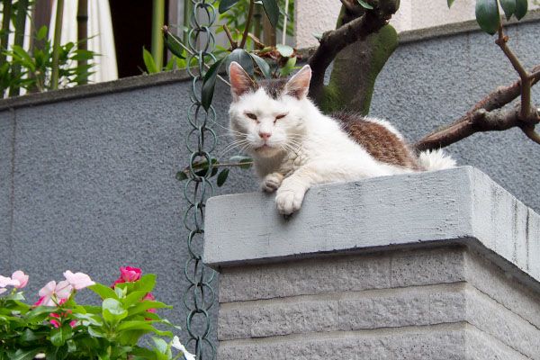 仕方なくカメラ目線テル