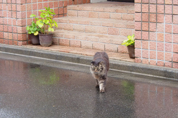 こっちに来たモフキジ君