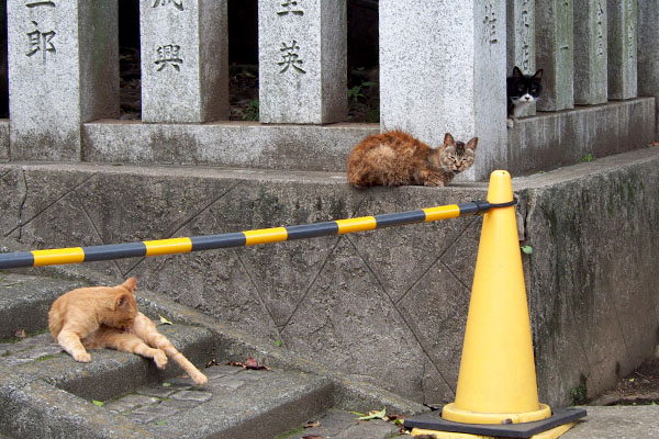 ３にゃん撮るヒトを見る