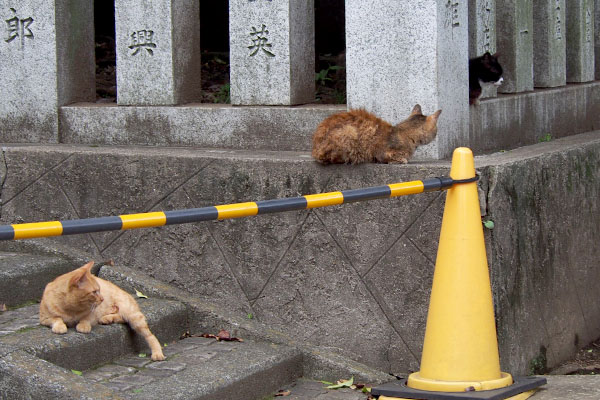 ３にゃん入口の方を見る