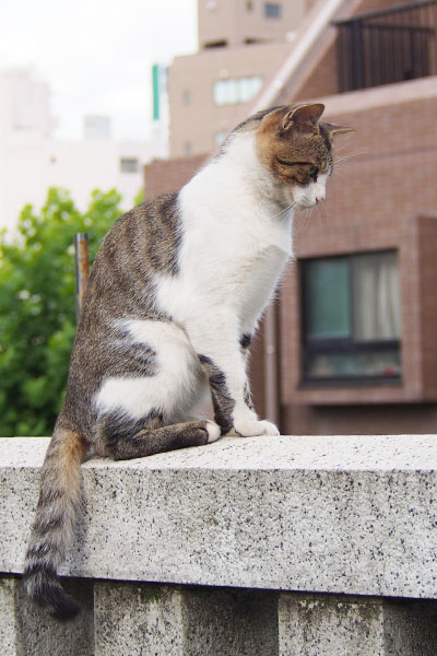 上から目線のレオ太