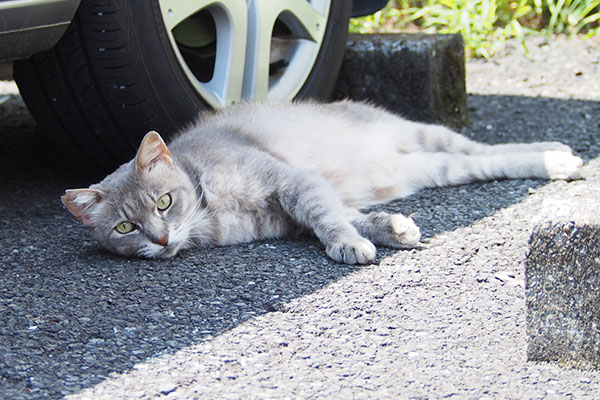 見つめながら頭を降ろすグリ