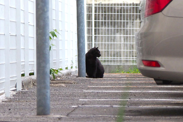 猫らしいフォルムで右を見る