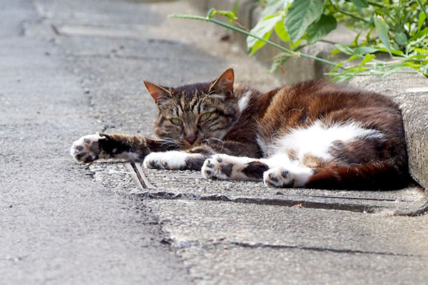 コウライちゃん見る