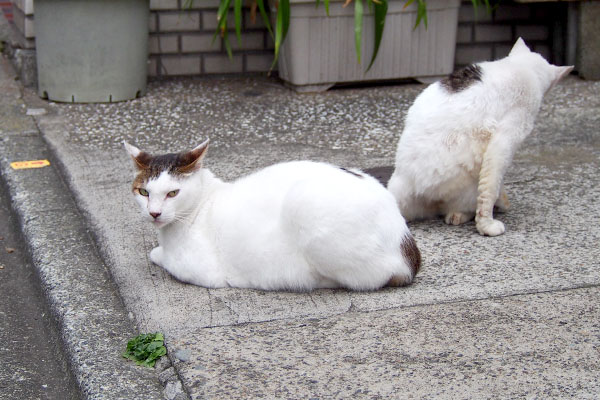 ジェイ君とリボンの背中