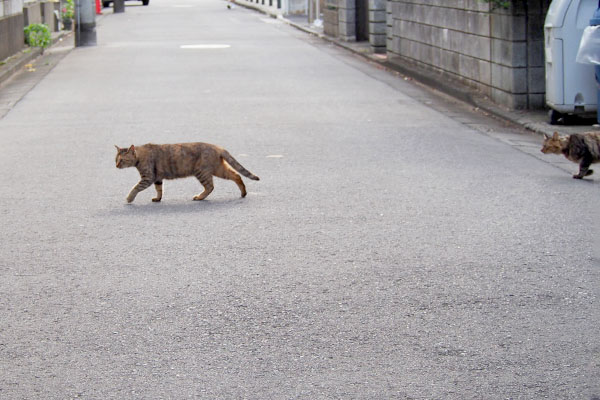 サキが先頭でメレンゲ頭だけ