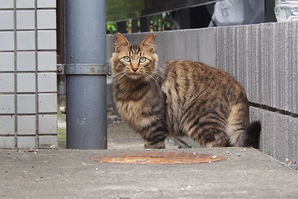 見つめるメレンゲちょい逃げ