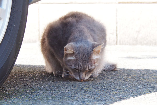 食べるグリ君