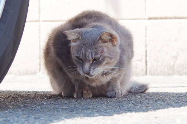 お代わりも完食のグリ