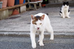 背後で睨むスズジェイ君来る