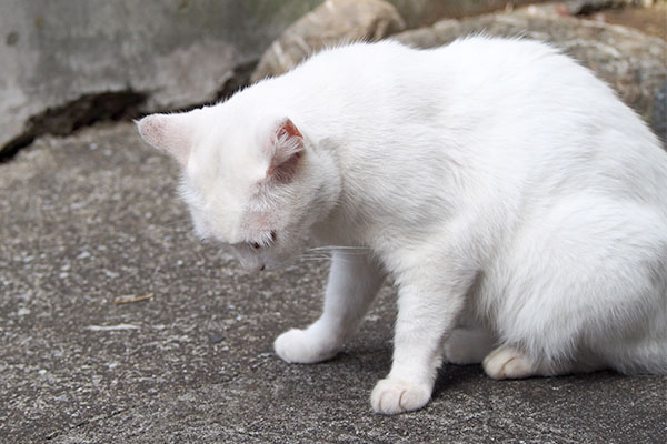 食べ終って地面を見つめるハク